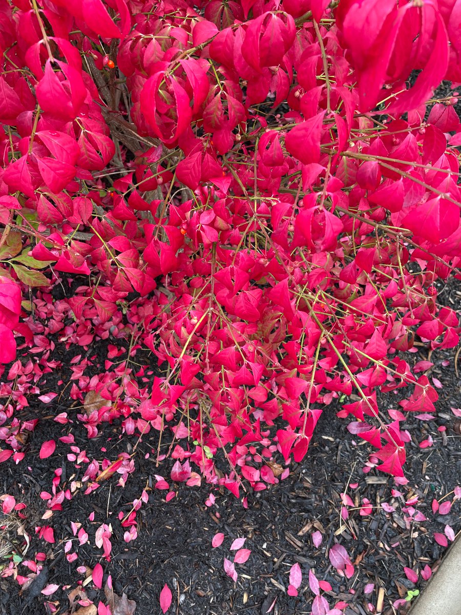 Frances Cunning tweet media