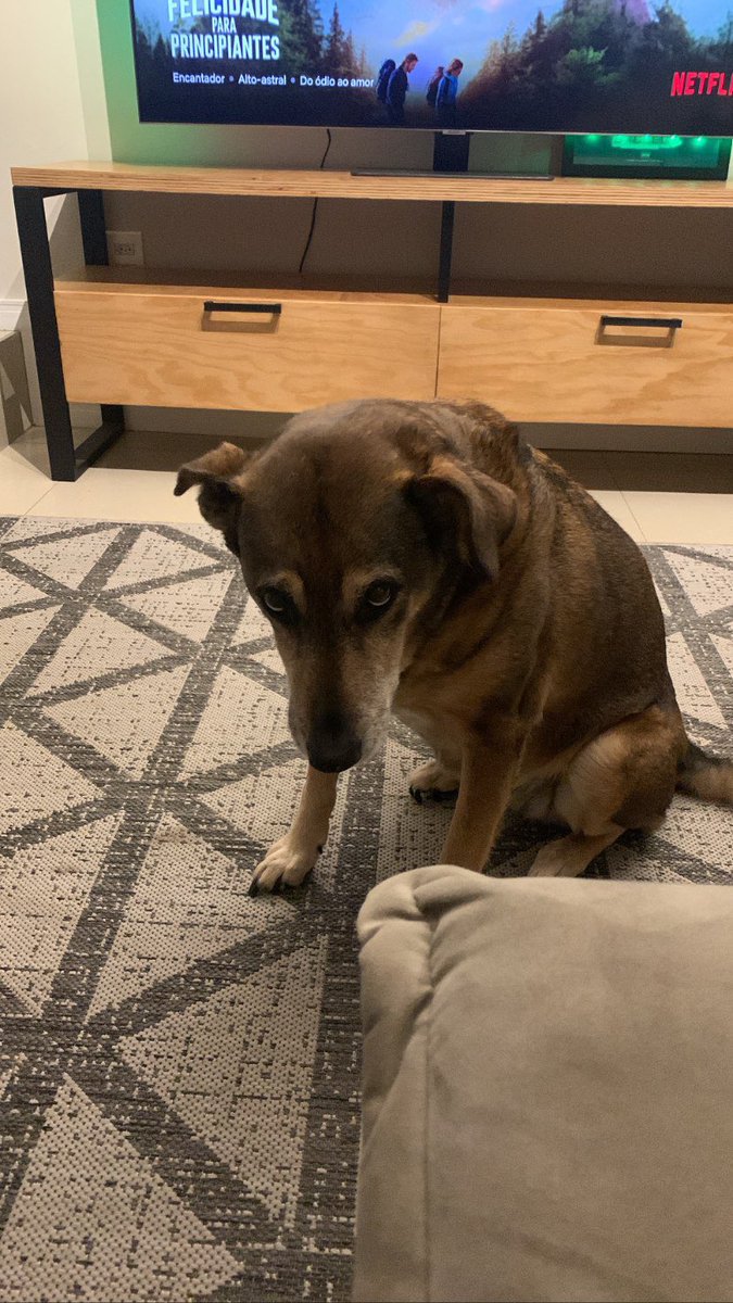 coraciiforme's tweet photo. Se a gente fizesse um funeral pra Aila, certo que viria gente de outros estados pra se despedir dela. Essa cachorra fez muuuuitos amigos e foi muito amada por todos, hoje ela resolveu que tava na hora do descansinho dela 🌟 Vá em paz nenem. https://t.co/TW1rNEVXeD