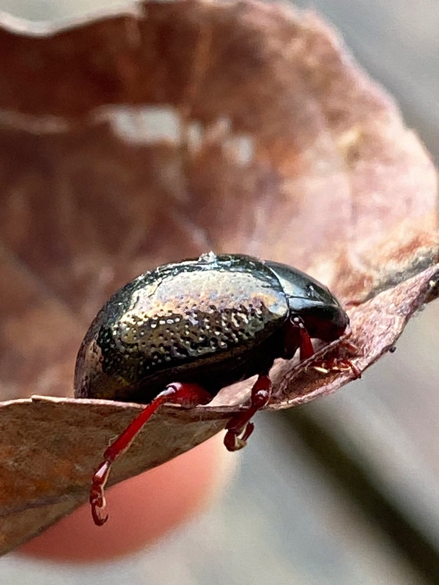 Enchanted to meet you, little beetle. (Chrysolina bankii, a leaf beetle)