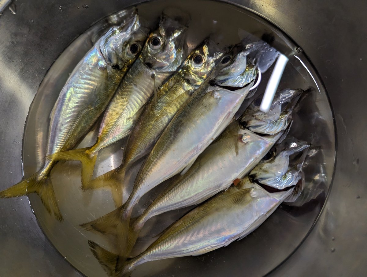 今日の釣果です!!!!!!!! 