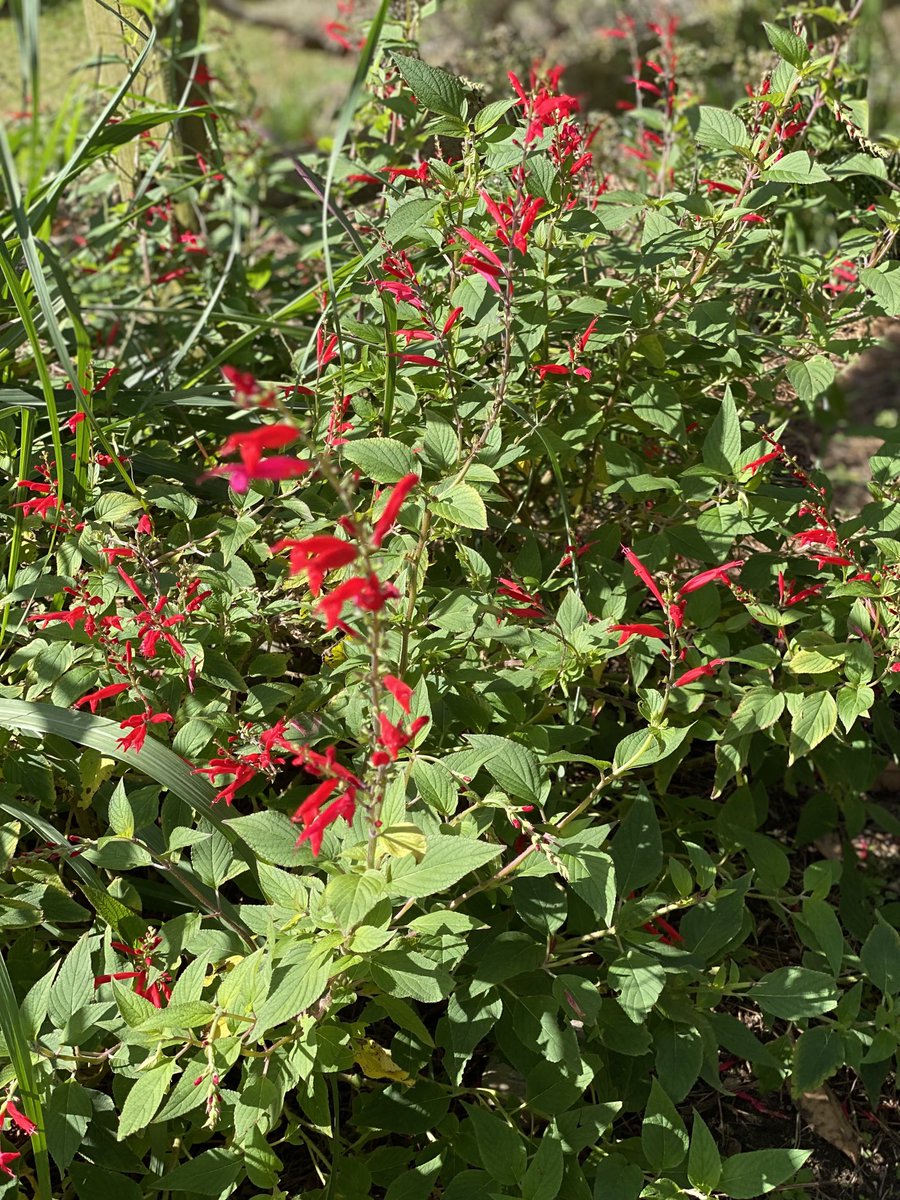 Scarlet sage is blooming at Thoroughgood House in #VirginiaBeach, and the pollinators love it! @VBHistMuseums #Flowers #GardeningX #MasterGardener