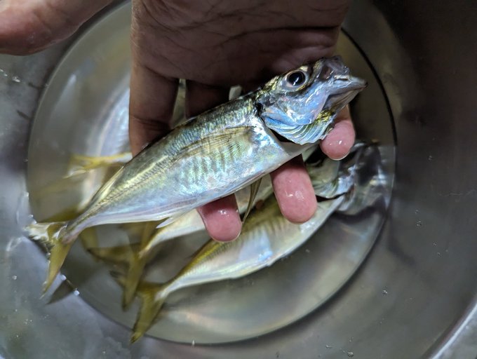 今日の釣果です!!!!!!!! 