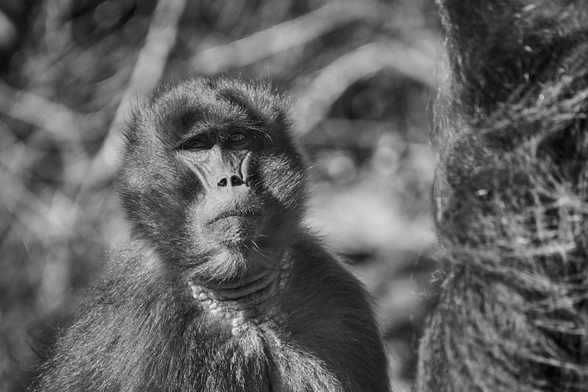 Geladas are amazing in BNW | Debre Libanos | Ethiopia
.
.
#gelada #discoverafricawildlife #natgeophotography #bownaankamal #birdsofparadise #hipaae #endemicspecies #jawsafarica #jawswildlife #ethiopianwildlife #ethiopiawildlife #loveafrica #bbcwildlifepotd #exploringafrica #nikon