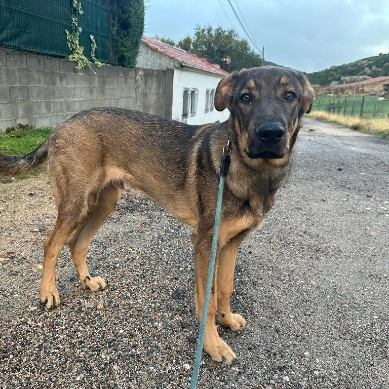 deceroadoptauno's tweet photo. Este cachorrón de siete meses se llama Talgo y está buscando una familia que sepa valorar lo bueno que es —tanto con perros como con personas— pese a su tamaño. No queremos que vuelva a pasar por nada parecido. Si queréis conocerlo,  contactad con De CERO en el 609.146.904. https://t.co/otLmQg7zhX