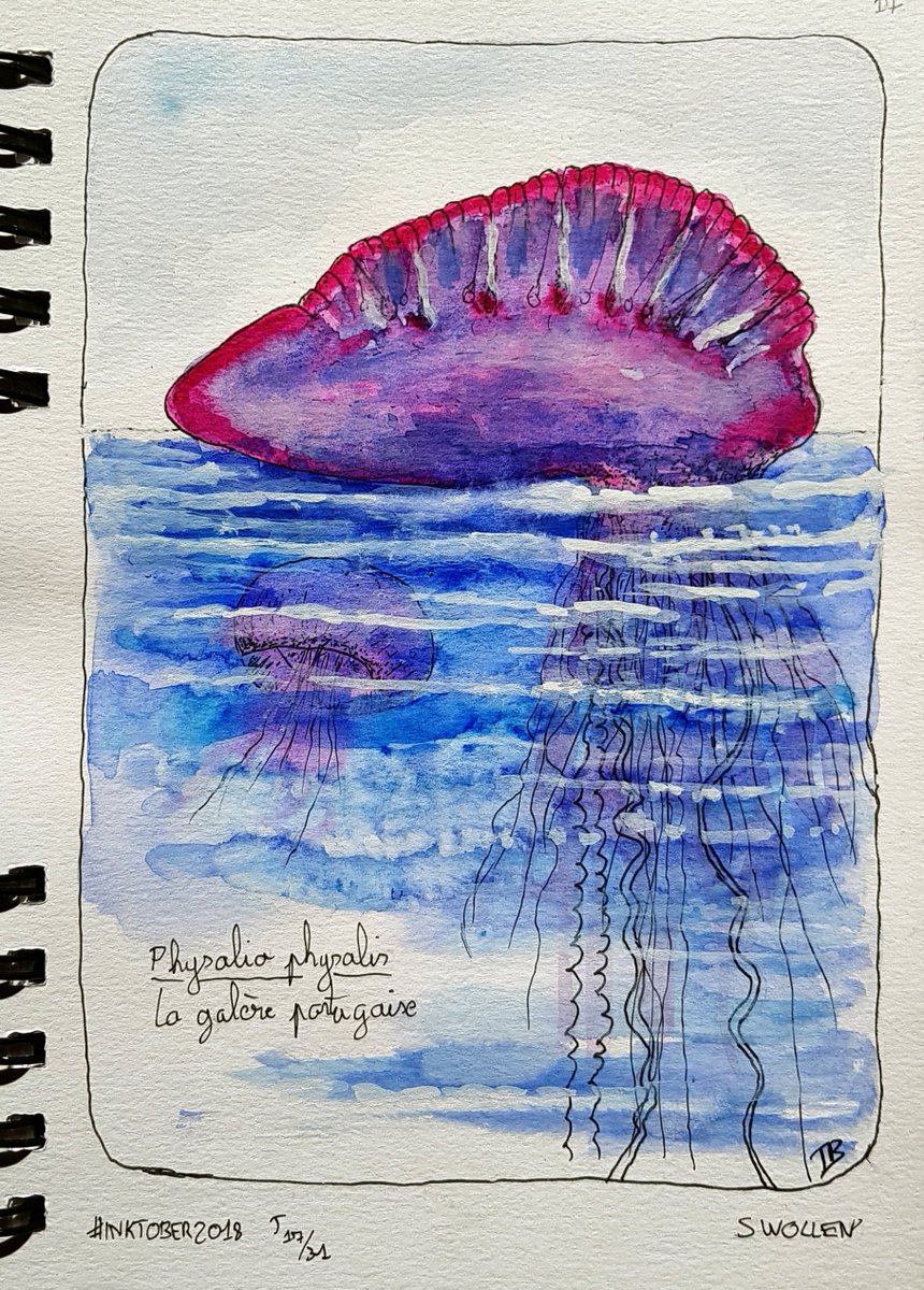 AquaTom13's tweet image. J'avais déjà dessiné hors #sciart la galère portugaise pour l'#inktober2018, un bon moyen de voir l'évolution de mon dessin.. 2/