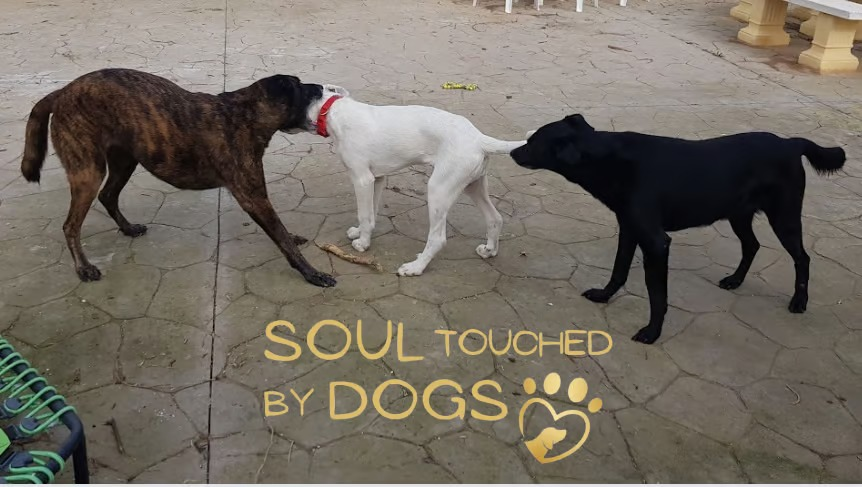 Anke Herrmann tweet media