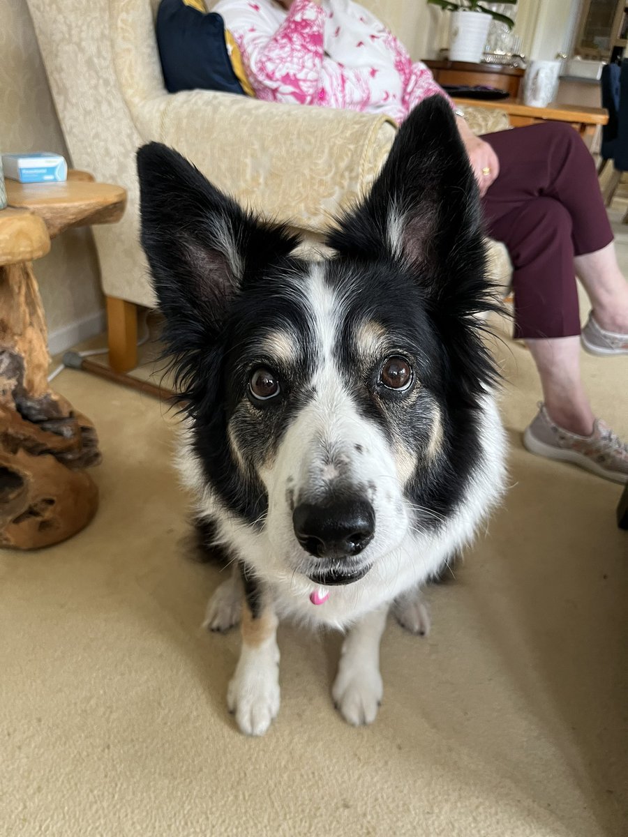 Puppy Bess and Auntie Kes tweet media