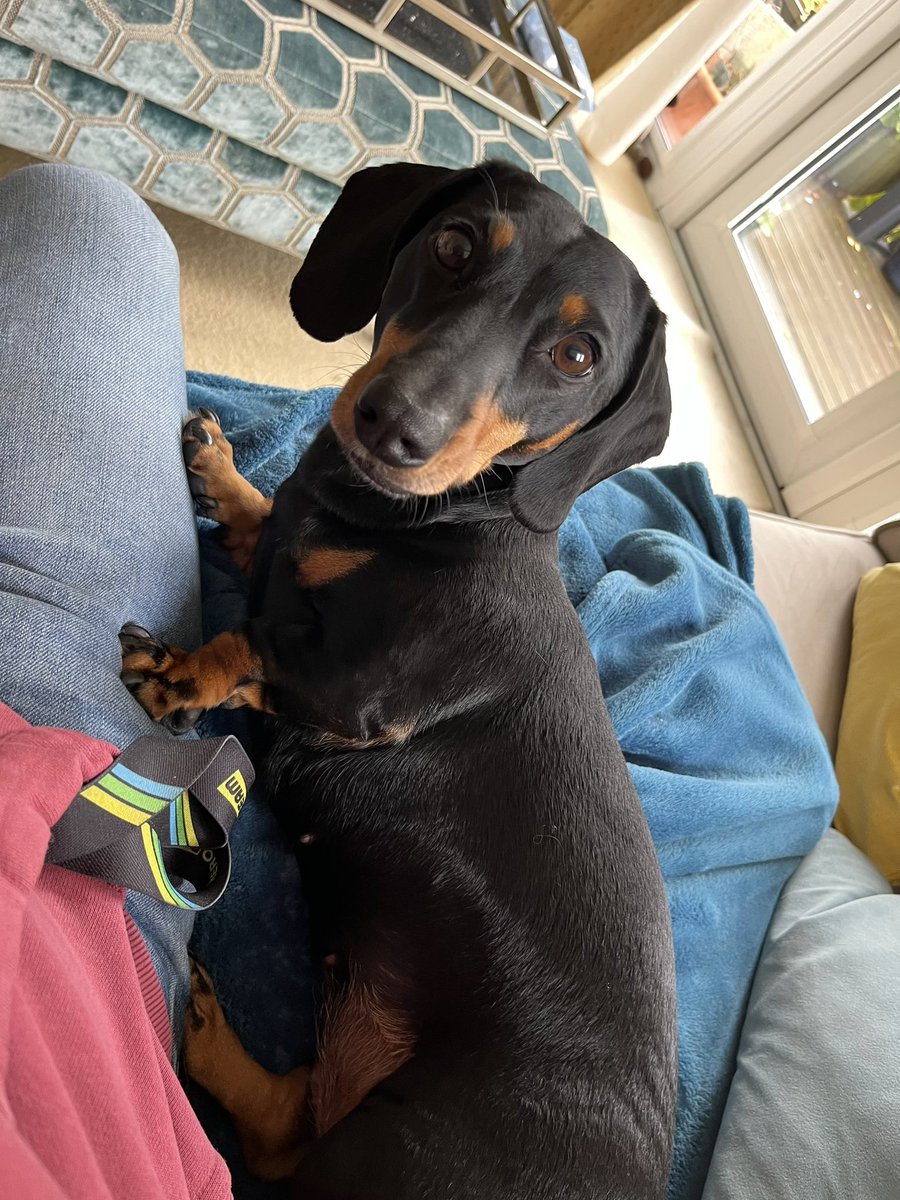 Puppy Bess and Auntie Kes tweet media