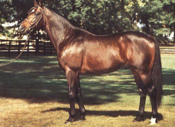 HORSERACING1002's tweet photo. GREEN DANCER🇺🇸1972
(NIJINSKY II  - GREEN VALLEY II BY VAL DE LOIR)#GreenDancer https://t.co/bsFAaP9b8h