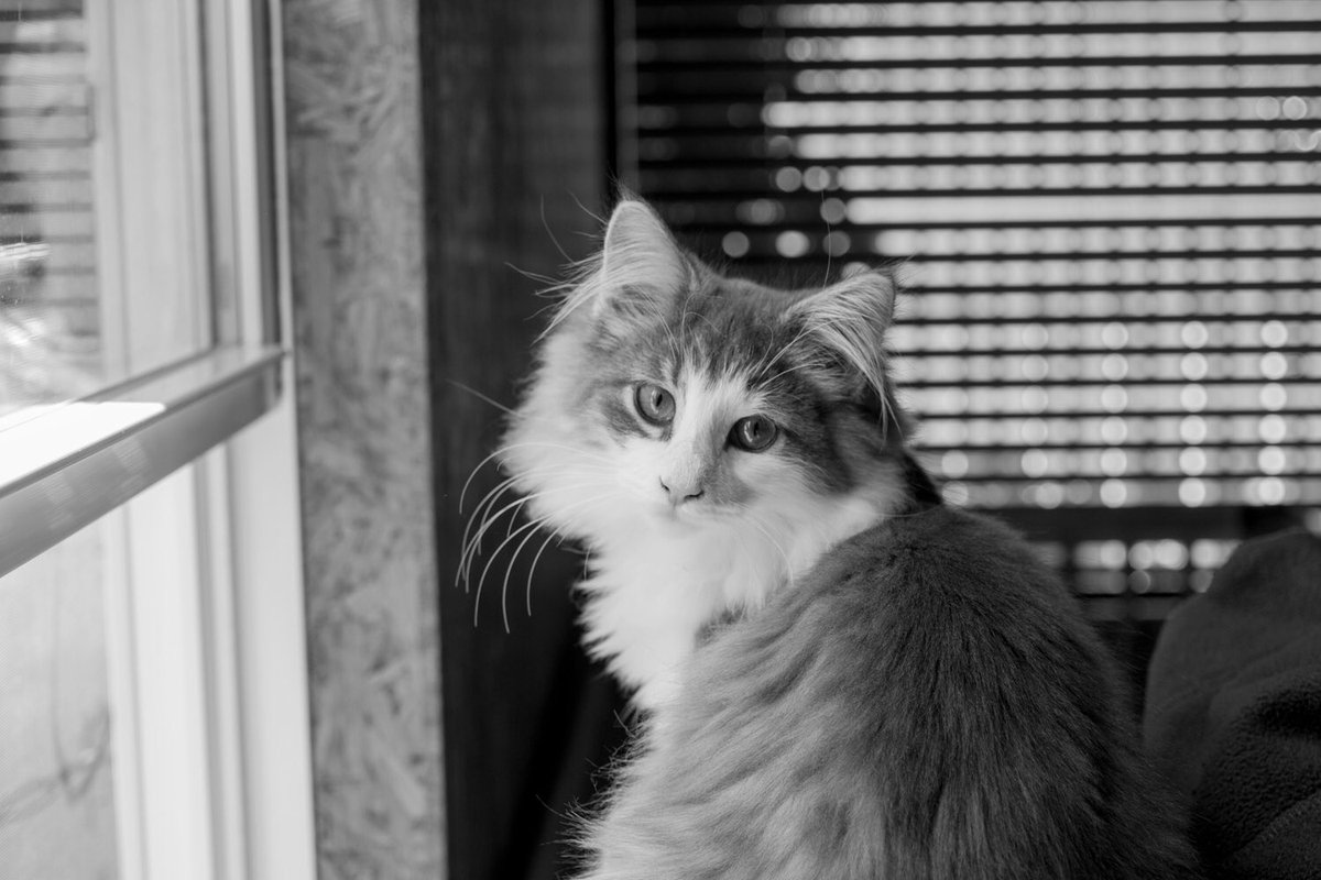 oz_art_Ryo's tweet photo. 色を捨てたデジタル一眼、何を撮ろうか。
まずはこの子。
#pentax #pentaxk3iiimonochrome #ペンタックスk3iiiモノクローム #一眼レフ #singlelensreflexcamera
#norwegianforestcat #ノルウェイジャンフォレストキャット https://t.co/j44VwFX99t