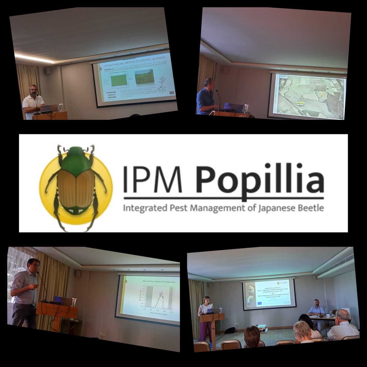 New and interesting results to control #JapaneseBeatles 🪲🐛were presented by @CREARicerca team at the 4th General Assembly of @IPMPopillia #H2020project 🇪🇺. Thanks to all Consortium partners.