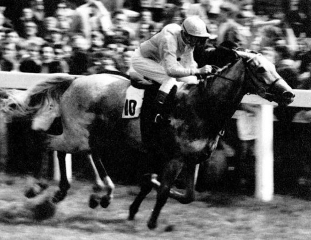 HORSERACING1002's tweet photo. SLEEPING PARTNER 🇬🇧 1966
(PARTHIA - OLD DUTCH BY FASTNET ROCK) #SleepingPartner https://t.co/Ptp5XZCDZa