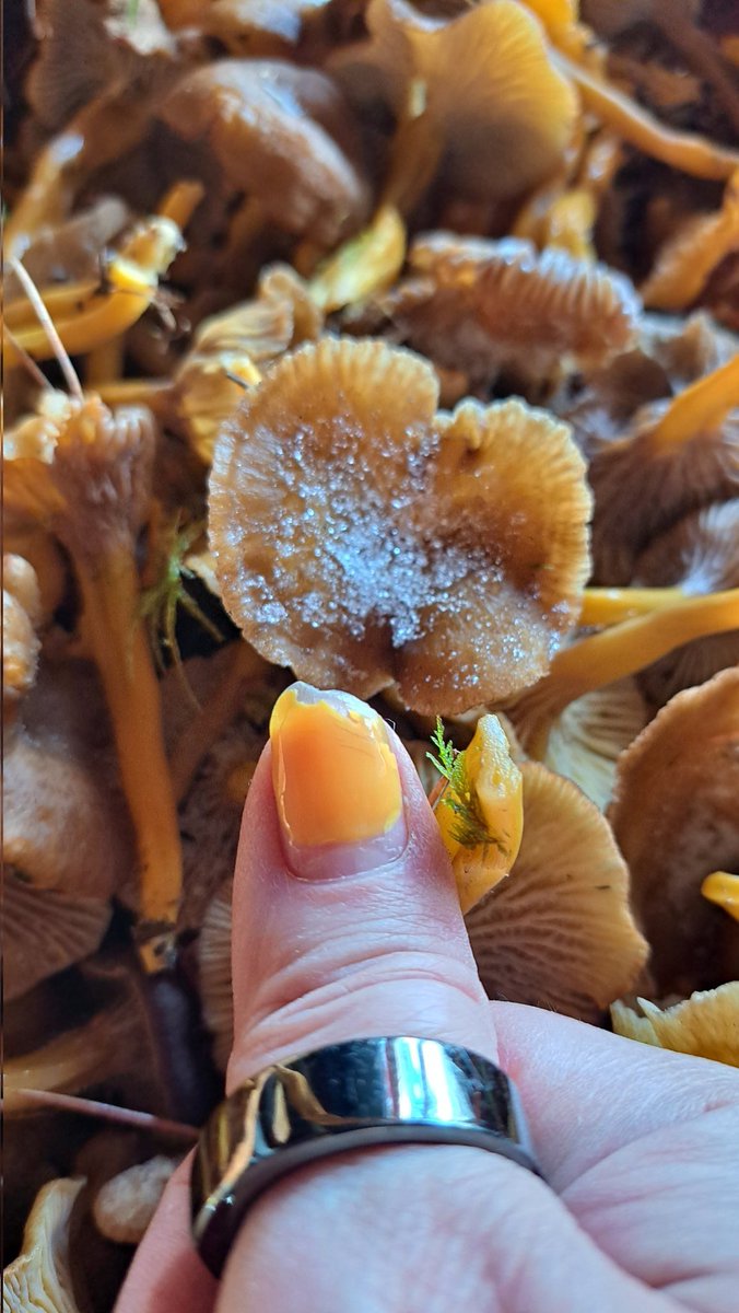 minna_jaa's tweet photo. Savolaiseen tapaan tänäänkin joka kynsi kylmeni ja pari myös katkes, saalis oli tänään sen verran kovaa.
#savolaistenlaulu #suppis #jäässä https://t.co/2OctDIdLiO