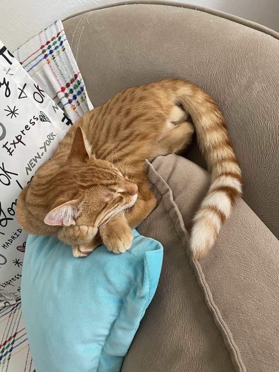 catandkamgalmom's tweet photo. Arkadaşlar bu çocuk ev kedisi olmak için doğmuş, yine de ona iyi bakacak bir ev bulmak için şansımı deneyeceğim. İZMİR yuva çıkmaz mı bu akıllı bıdığa 🥹🥹 https://t.co/nyflUMeub6