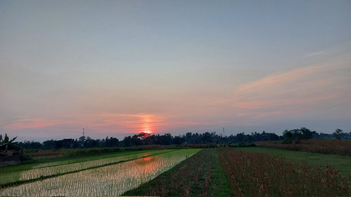 ariwidias tweet media