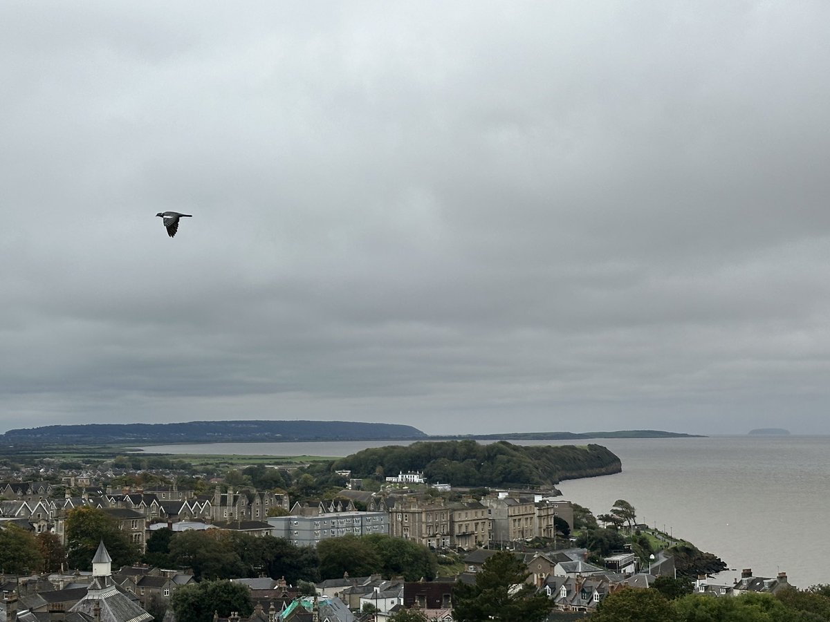 DodgeyDog's tweet photo. #Clevedon #PoetsWalk #BreanDown all in the pigeon’s view as well as mine from the #ZigZag https://t.co/9M8X28zs29