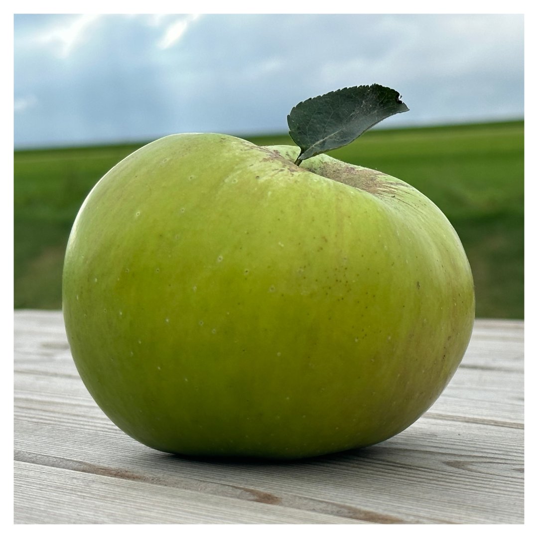 We support #AppleDay, created as a celebration of #apples & orchards in the UK and also to bring awareness to the variety we are in danger of losing, not simply in apples, but in the richness and diversity of landscape, ecology and culture too. @CommonGroundLab