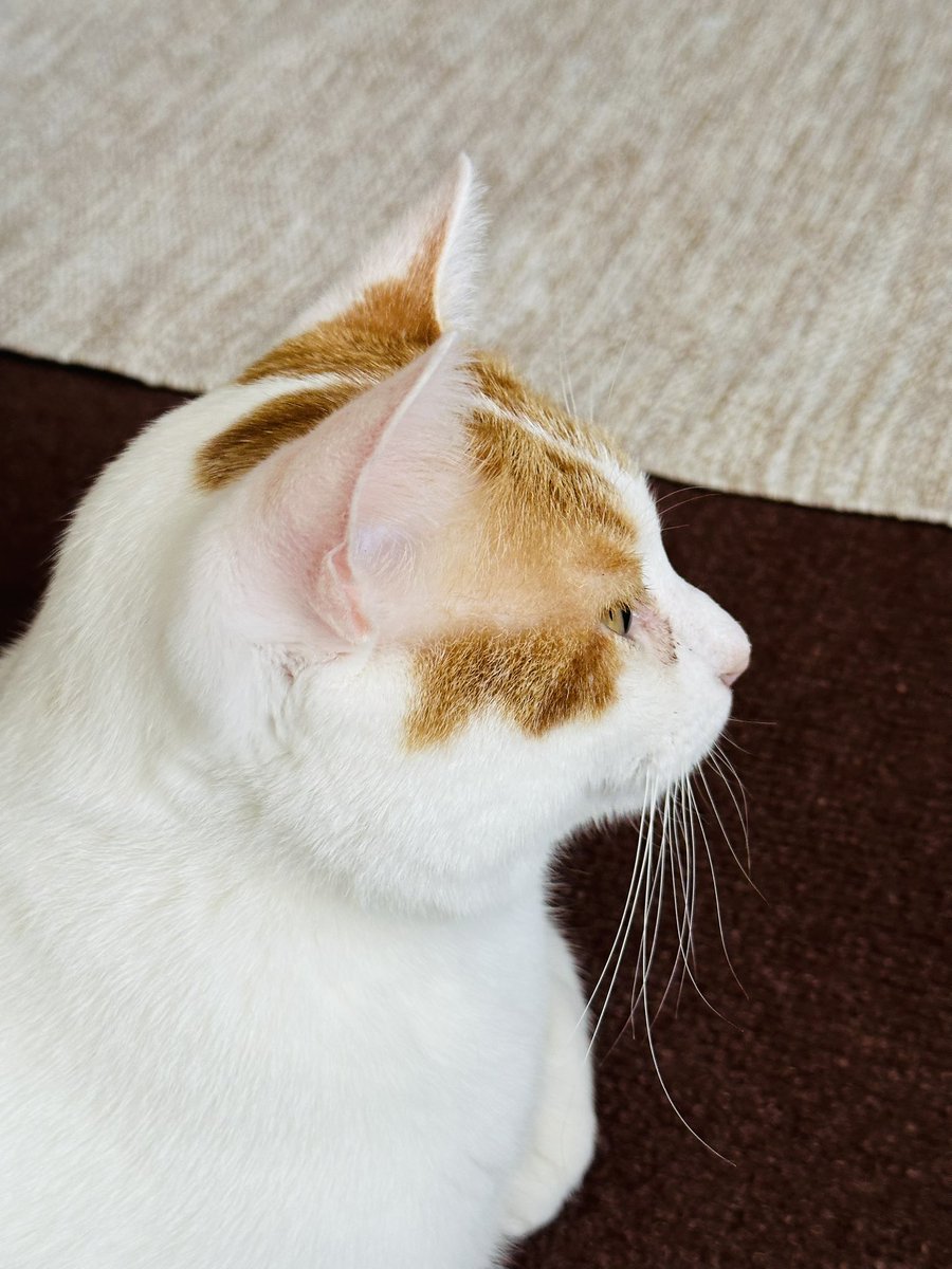 mikitadao's tweet photo. 🐱 https://t.co/EKXuzv0ouY