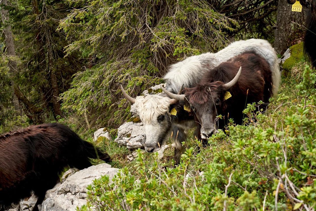 Entlebuch's tweet photo. Auf den Alpweiden von Philipp Wicki weiden die Yaks auf bis 2000 m. ü. M. 🦬⛰🌿 Diese Tiere sind wahre Überlebenskünstler und Landschaftspﬂeger, angepasst an die extremen Bedingungen ihrer Heimat. 

Die Story dazu gibt es hier zu lesen: https://t.co/xx37KQzSY4 https://t.co/QZv0NRomWP
