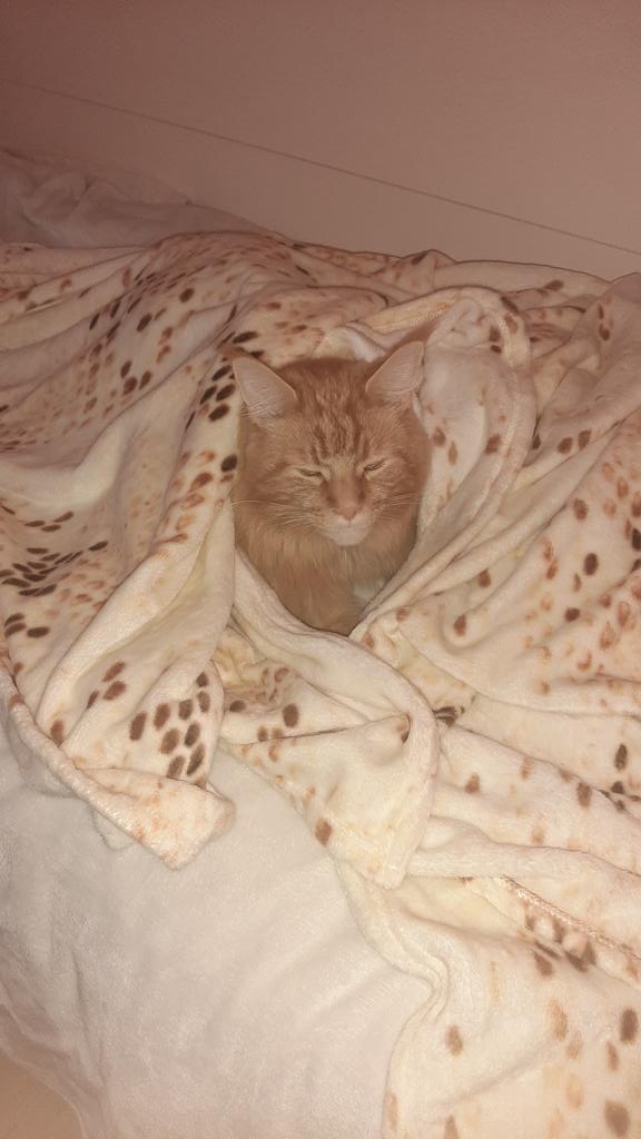 Giulia Bassani tweet media