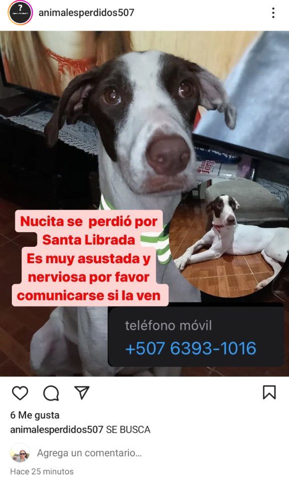 Agradecemos compartir este mensaje!! Ayudemos a NUCITA, está perdida ⬇️🇵🇦🙏🏽❤️