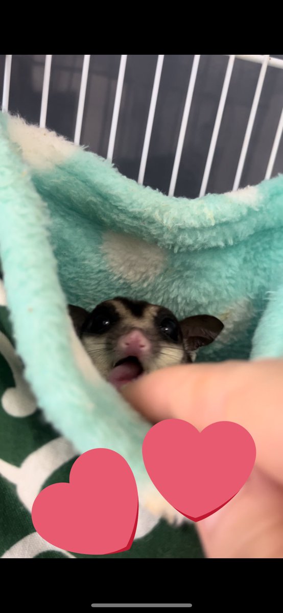 devi_bubu's tweet image. スローで動画みてたら可愛い顔みつけた✨