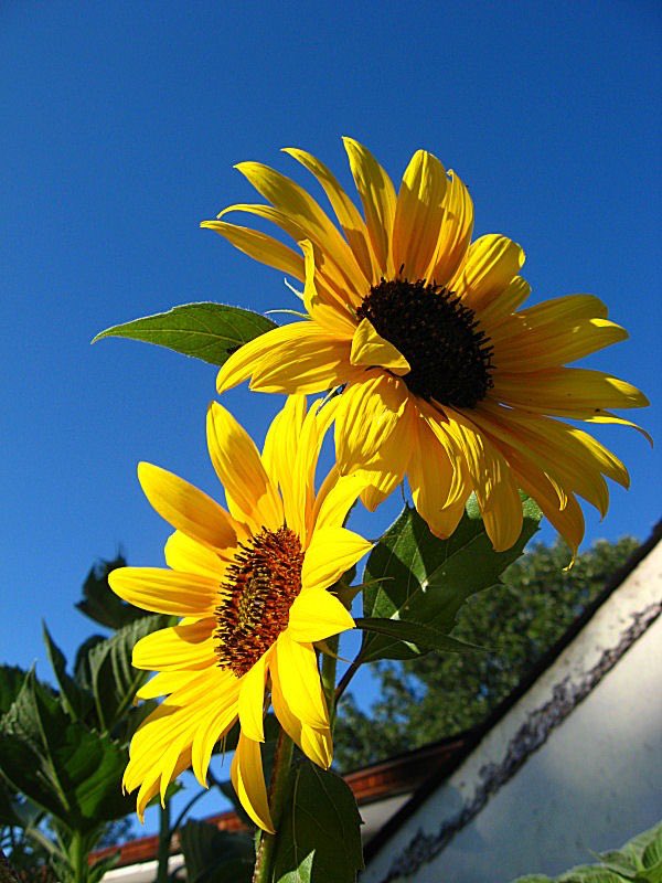 sunflower__usa's tweet photo. In the realm of sunflowers, life is a golden dream https://t.co/zVULy9St2V