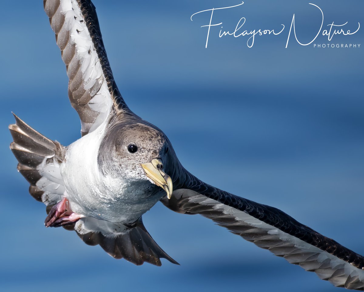 Cory's Shearwater coming up close - soon they will all be gone for the South Atlantic and back next February. @GibMarine @FinlaysonGib @GibGerry @parsons_lodge  @gonhsgib @TheSeabirdGroup @Seabirders @_BTO @Natures_Voice @ThinkingGreenGI