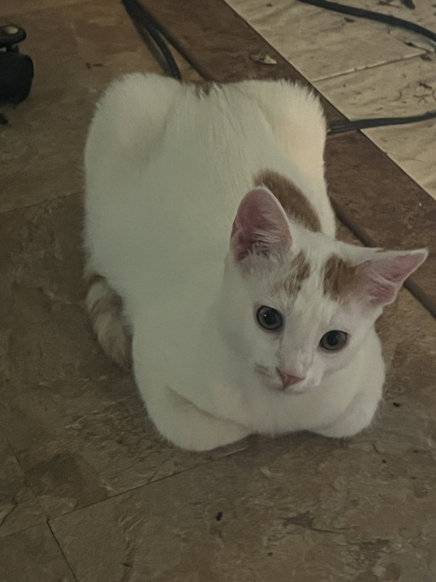 Based_Sloth's tweet image. i like my gf she is very cool and hot and also this is our bean