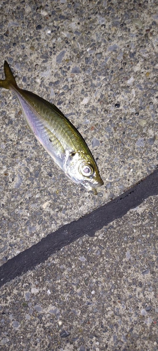 rymanSHIN's tweet photo. 三陸にて、夕まづめからのアジング。
豆アジばかり１０尾ほど❗
寒さに耐えられず、終了です(笑)
#三陸　#釜石　#アジング
#豆アジ　#寒い https://t.co/VXOGtTGHDP
