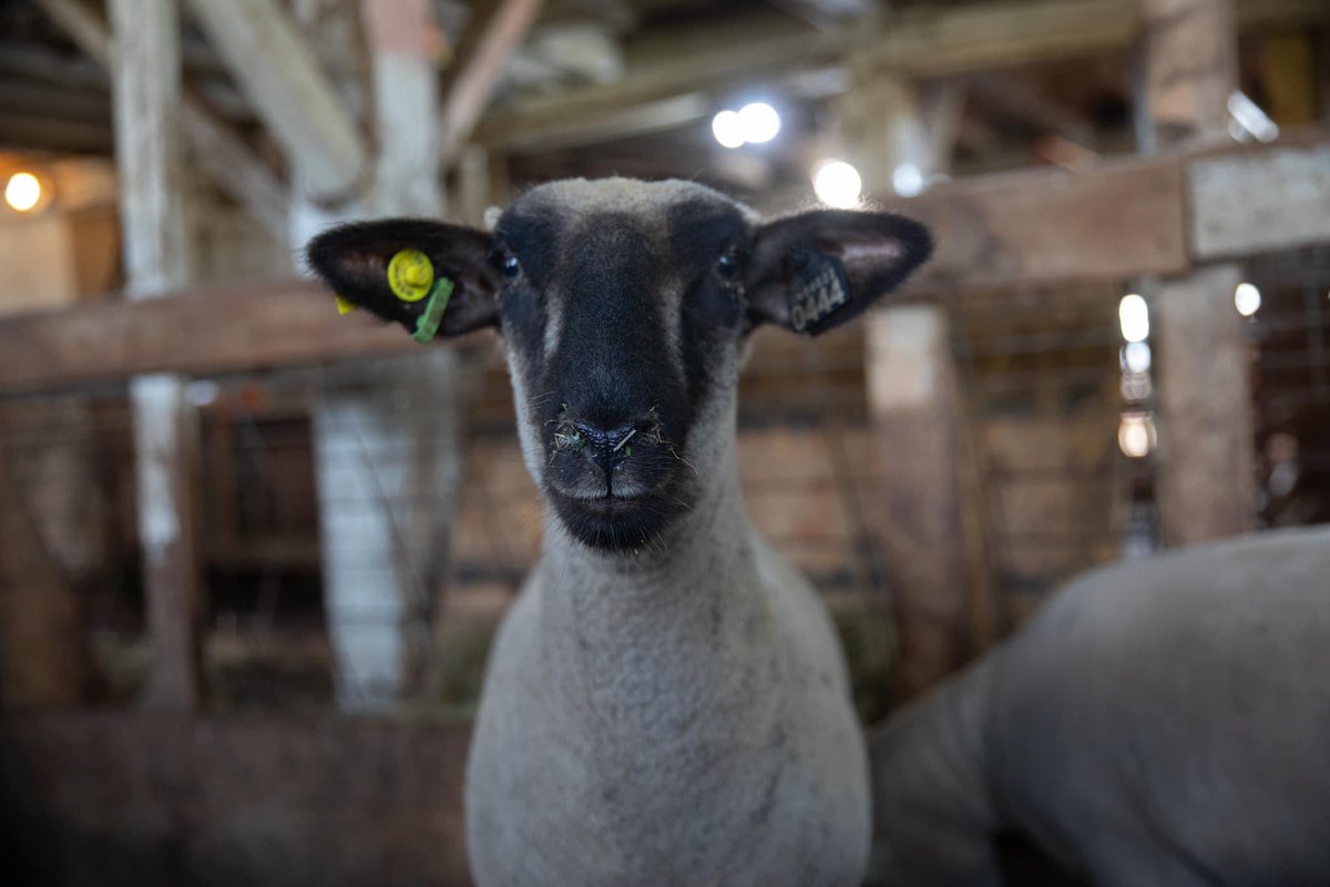 DougEdge70's tweet photo. It’s photo day at Edge Livestock!  Getting set to take pictures for upcoming production sale. @willoughbysales https://t.co/M0dSZ4U3B7