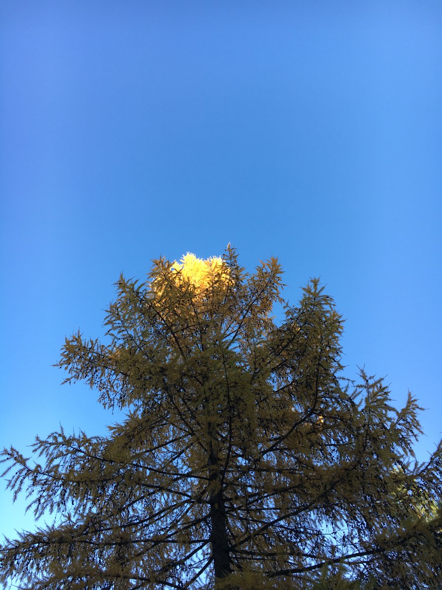 jaanakris's tweet photo. Just had a walk around our island.  
It's a sunny Saturday but cold. 
#nature #autumn #fall #lake #yellow #yellowoctober #october #autumncolors #luonto #syksy #järvi #keltainen #keltainenlokakuu #lokakuu #syksynvärit https://t.co/94DCb6DBjq