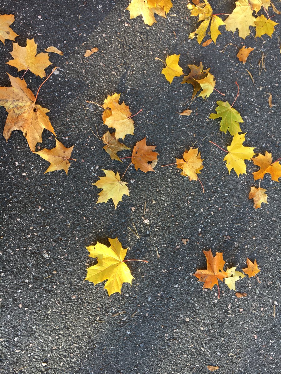 jaanakris's tweet photo. Just had a walk around our island.  
It's a sunny Saturday but cold. 
#nature #autumn #fall #lake #yellow #yellowoctober #october #autumncolors #luonto #syksy #järvi #keltainen #keltainenlokakuu #lokakuu #syksynvärit https://t.co/94DCb6DBjq