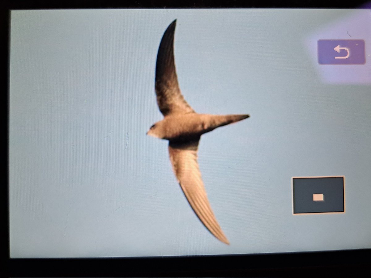 Tim__Schipper's tweet image. A birding session on Schiermonnikoog, with finally some calm weather, resulted in this very welcome Pallid Swift! With the wind coming from the South for the rest of the weekend, can we expect to see more birds?