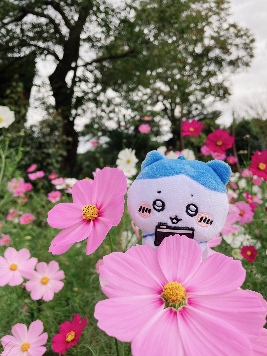 「姉がぬい撮りに目覚めてしまいち◯かわちゃんのぬいを常に持ち歩いてるので写真いっぱ」|おやつ🍖肉🍖のイラスト