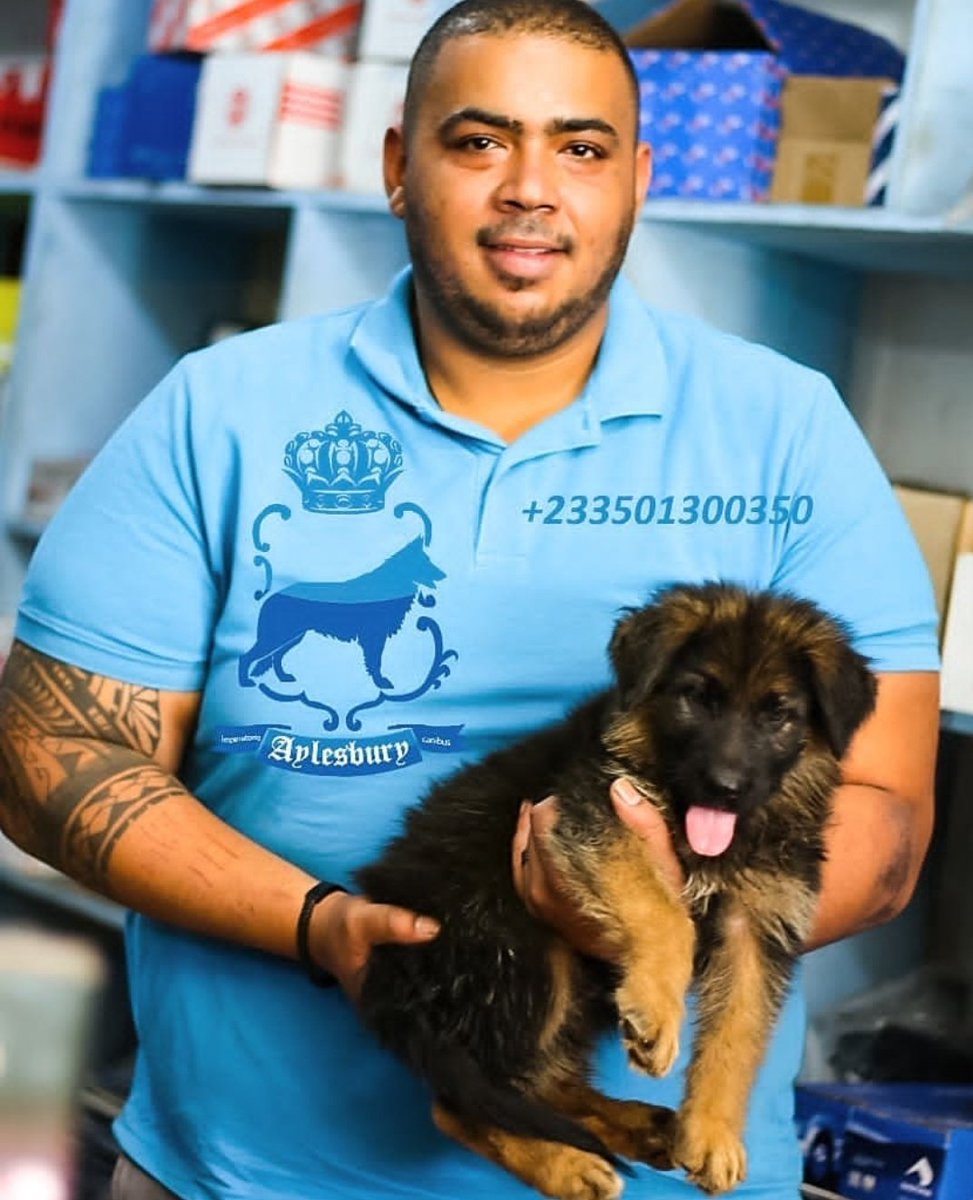 AylesburyDogsGH's tweet image. Our job is to put excellent dogs in the hands of wonderful people....#Pedigreedogs#Germanshepherds#dogs#Pets#Accra#Ghana
