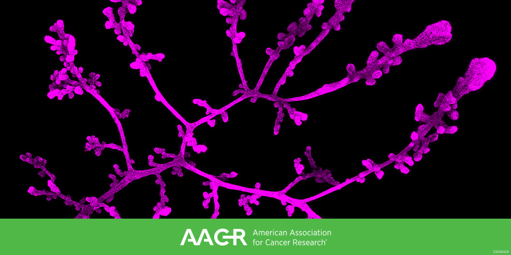 AACR's tweet photo. Another great day of great science—with sessions on functional interpretation of “omics", breast cancer heterogeneity, and personalized risk and prevention—will begin soon at the AACR Special Conference on Advances in Breast Cancer Research. #AACRbc23 https://t.co/2BC2CnUdC4