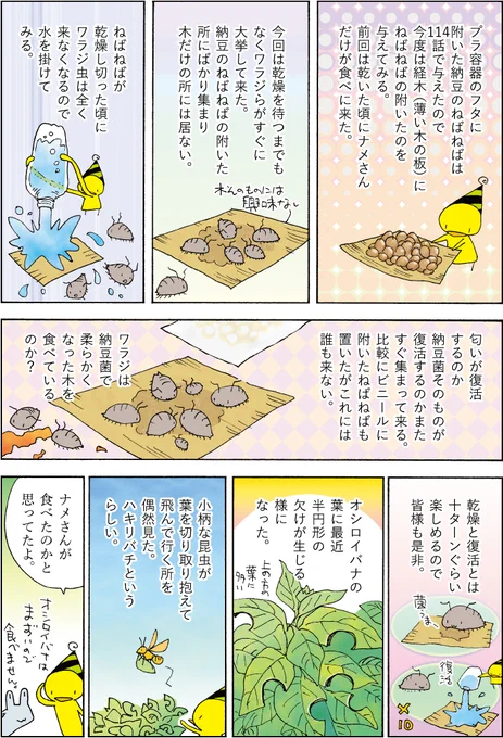 ワラジ虫観察123話。 (1/1) 