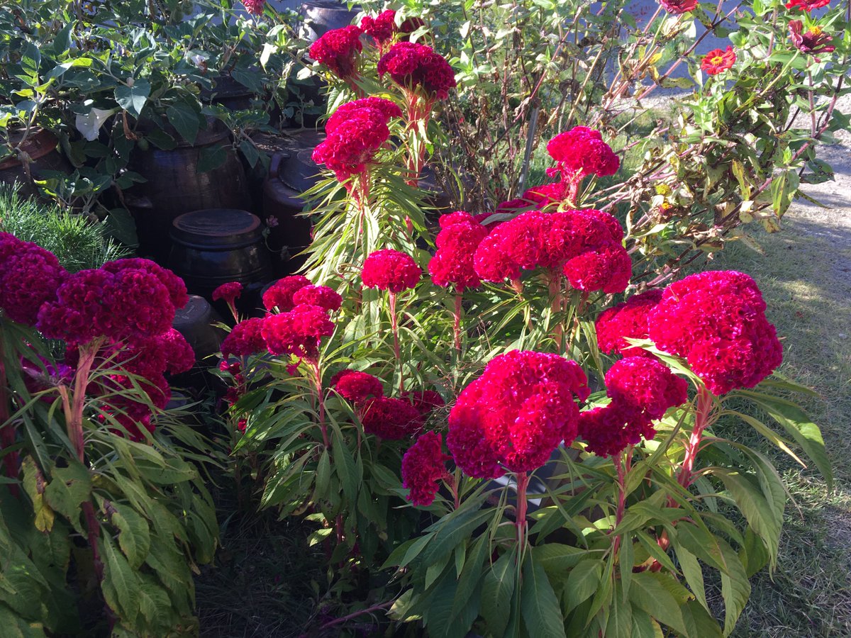 오늘 한옥카페 가놓고 정작 한옥을 안찍음 어이없음