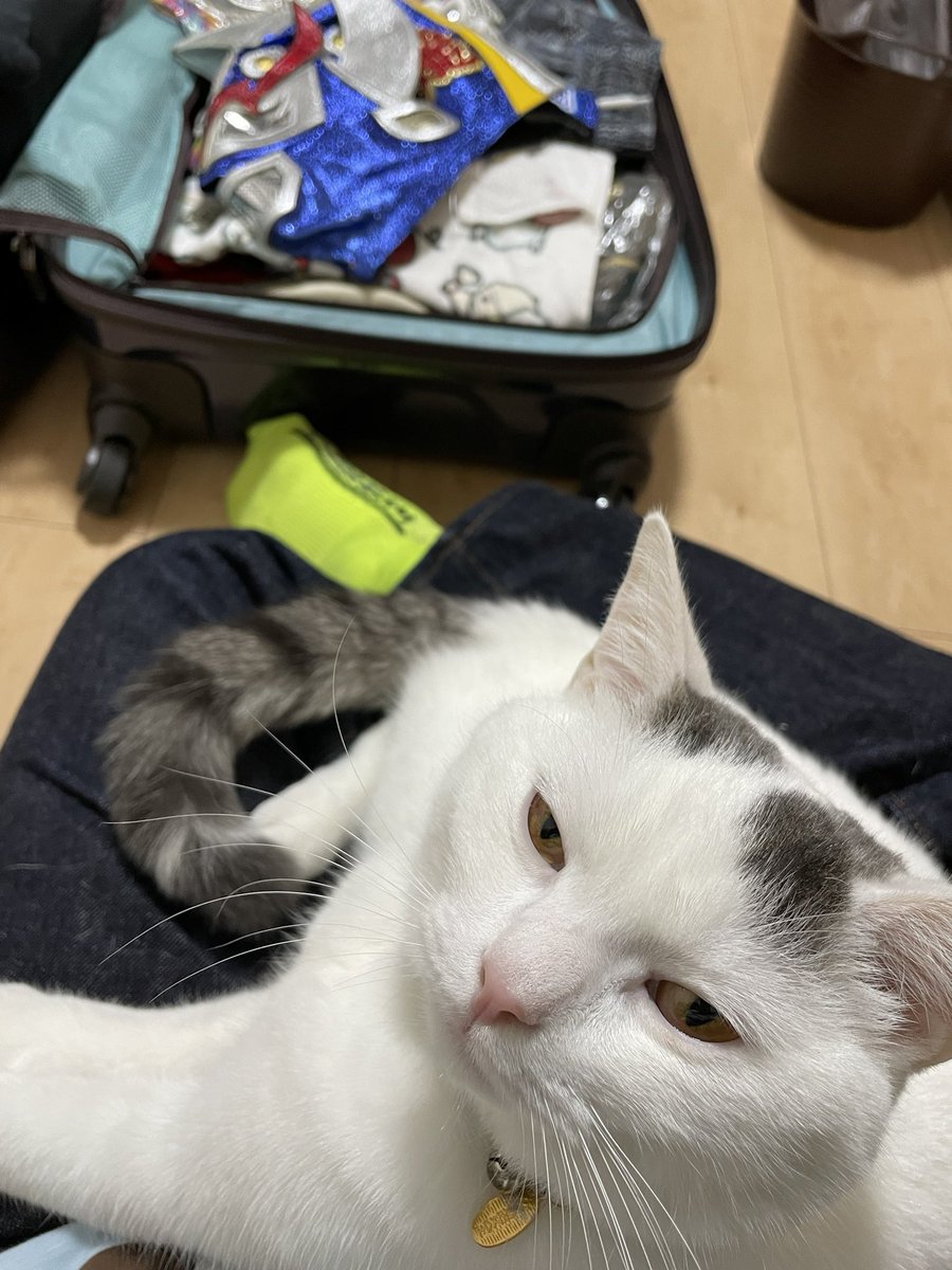 yuusha_nobuharu's tweet photo. 急に甘えだす村下さん。

#猫のいる暮らし
#LAGOCEAN
#覆面レスラー https://t.co/9ppin5oHYk