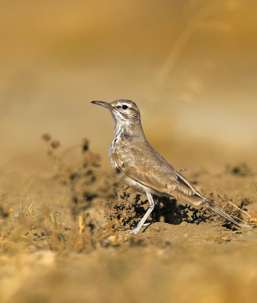 Greater Hoopoe Lark 

Fortunately, it stands out as the most easily recognizable and identifiable among all lark species.

#birdphotography #BirdTwitter #NaturePhotography #birdsofindia  #TwitterNatureCommunity  <a href="/IndiAves/">IndiAves</a>