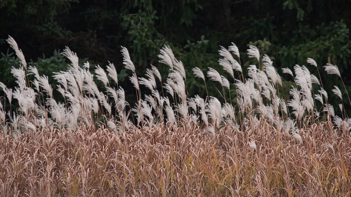 carmilevy's tweet photo. We’re all blown by the same winds.

Maybe we look a little different, grow up in different places, even sound different.

But we feed from the same earth, breathe the same air, reach for the same sky.

Please share this. Let’s start something.

#ldnont https://t.co/aGZS82zfF0