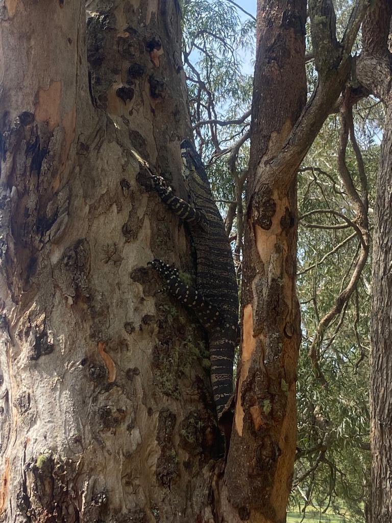 The last of the inter-squad comps was today @riversideoaks where 77 in the waltzer format won the day. In reality everyone was more than made up at seeing kangaroos and an iguana. Our Aussie hosts also treated us to a spectacular bbq this evening #Bonding @HytheMarine @NAVYfit