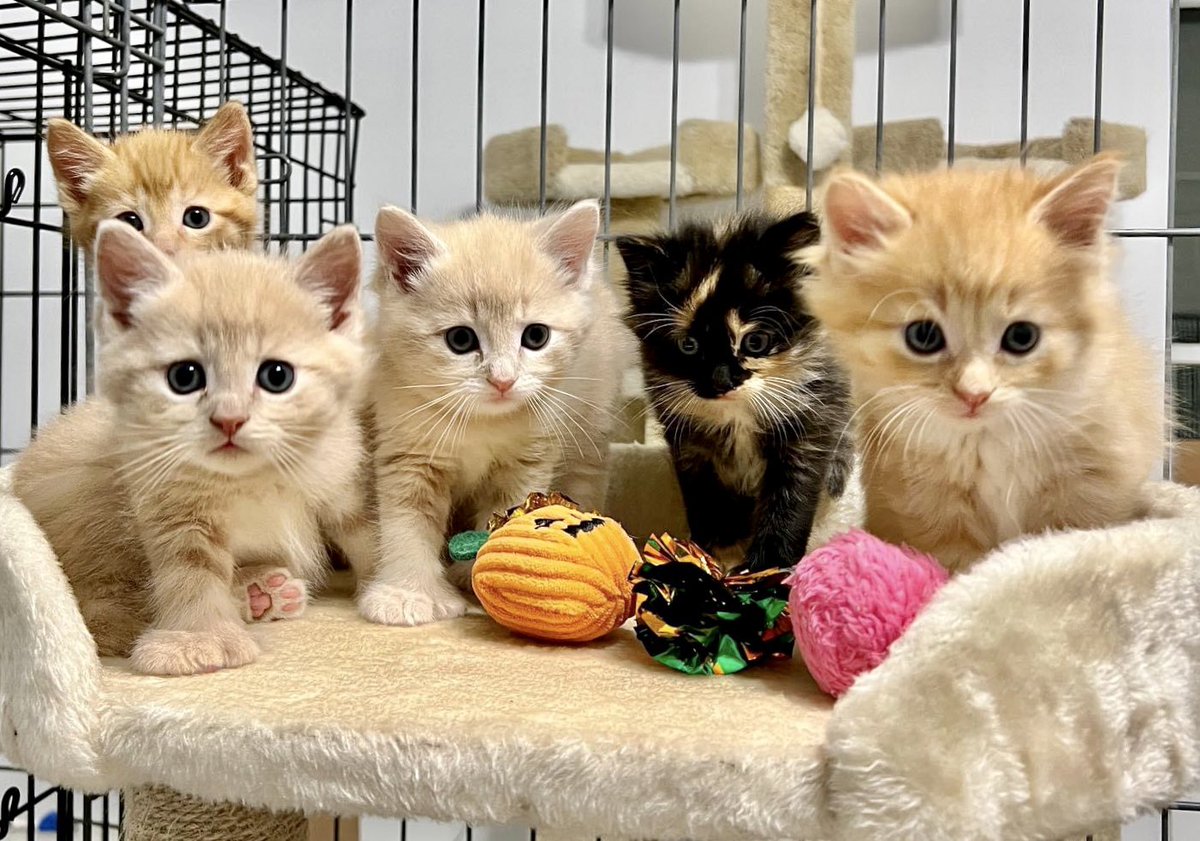 loudouncats's tweet photo. Something spooky? ๐
Happy Caturday!
#biscuits #babybiscuits #polydactylcatsofinstagram #toebeansfordays. https://t.co/15D9sW26kZ