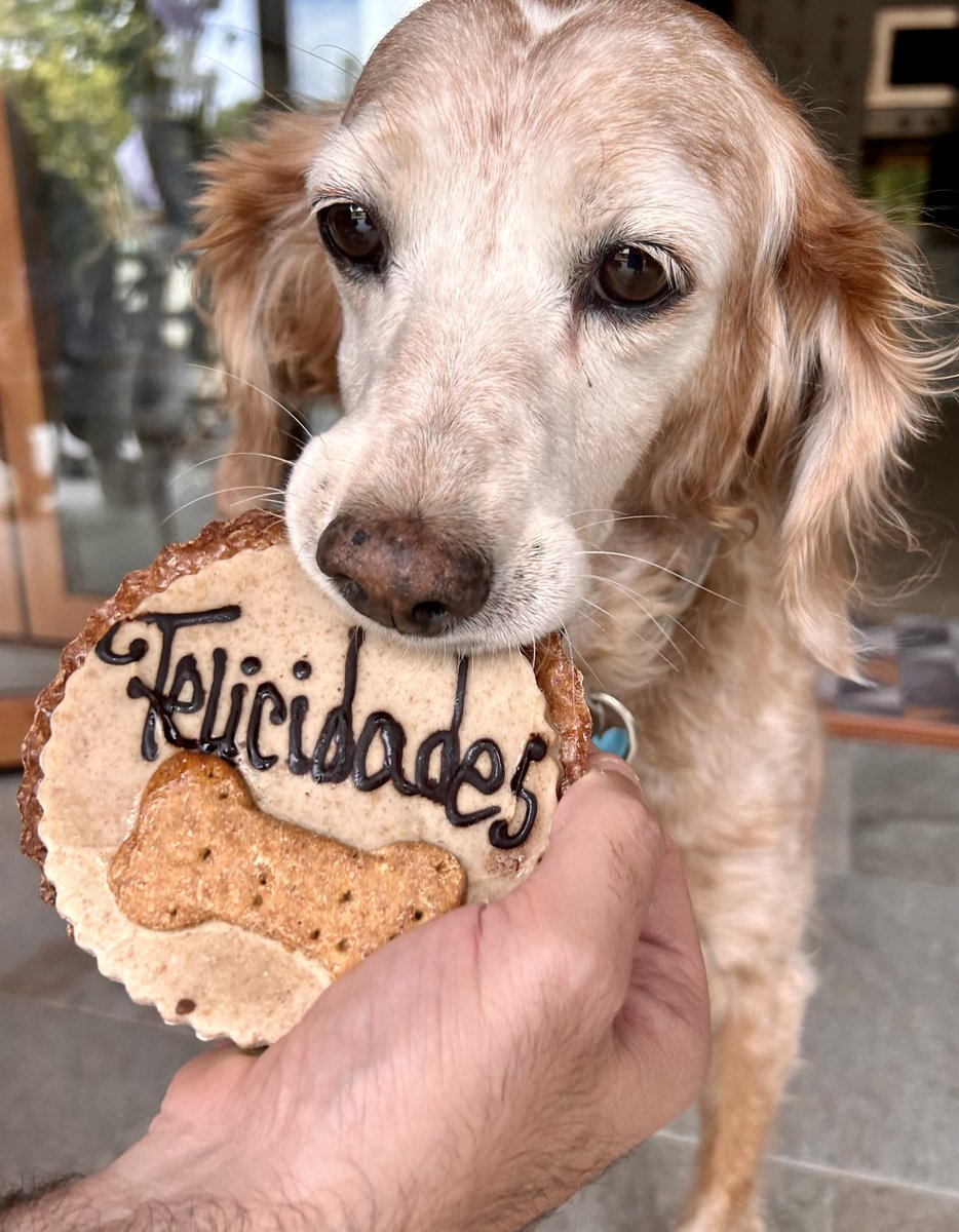 Hoy esta señorita gruñona cumple 12 años 🥳