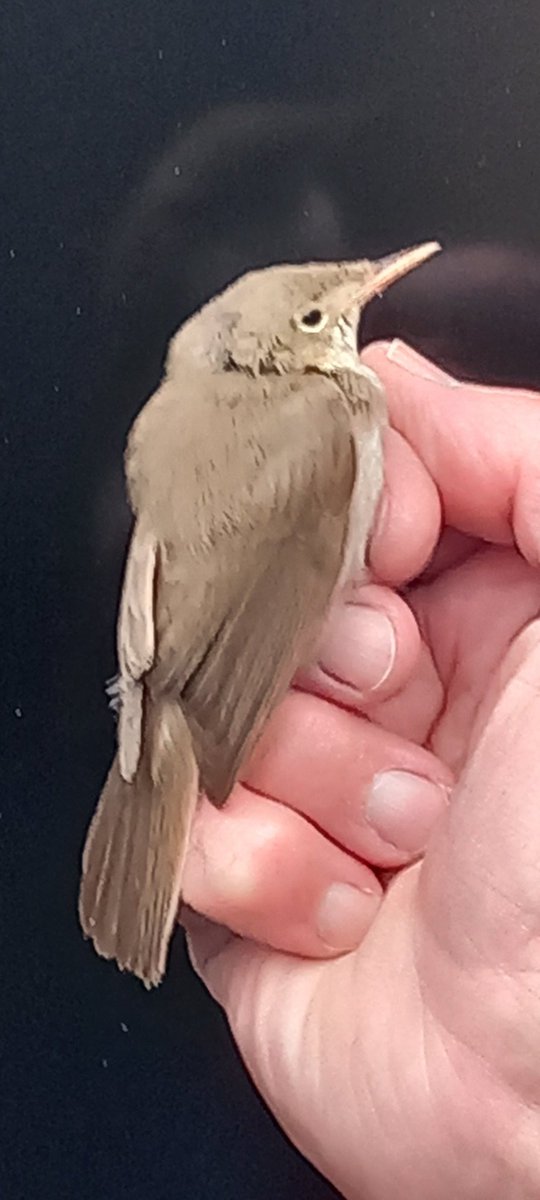 We came over to Whalsay to see this extremely rare Olivaceous Warbler which turned out to be Western. A potential first for the U.K.