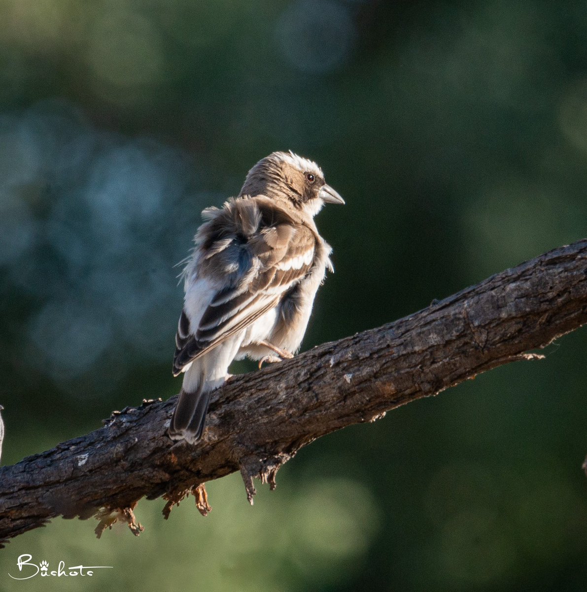 In a world of constant noise and chaos, the White-browed Sparrow Weaver quietly perches, a humble reminder that sometimes, minding our own business can be a resolute act of self-preservation. #birds #birdwatching #birdphotography #nature #birding #okavangodelta #BirdsSeenIn2023