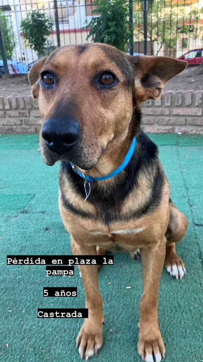 La encontraron pérdida en plaza La Pampa, Gaona y Gavilán, CABA

Pareciera tener dueño. Twitter haz tu magia. Difundan a ver si lo encontramos