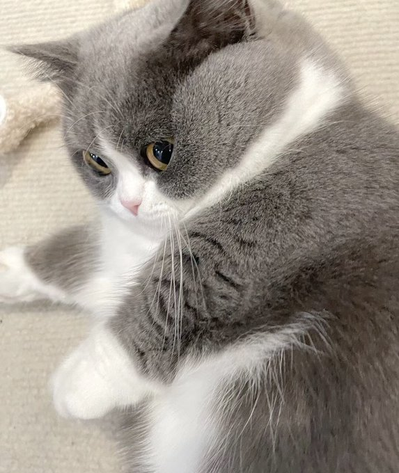Holankdahlil's tweet photo. angry kitten😂😂 https://t.co/txdlSG0Ybl