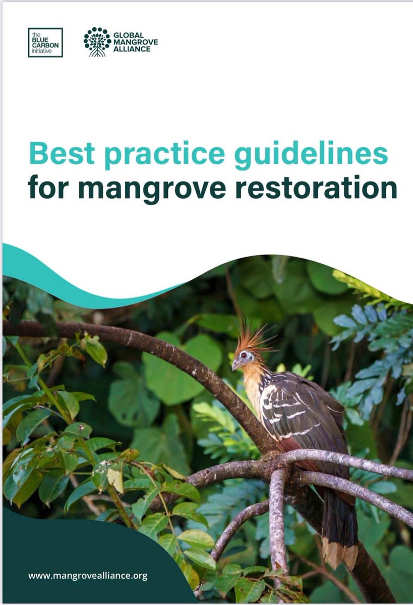 New best practice guidelines for mangrove restoration! Written by a global authorship team led by @Mangroves and @BlueCarbon_BCI Download for free here: mangrovealliance.org/best-practice-…